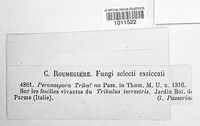 Peronospora tribulina image